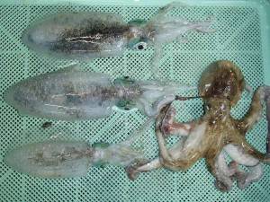 貝塚人工島沖向きテトラで早朝からエギング　…